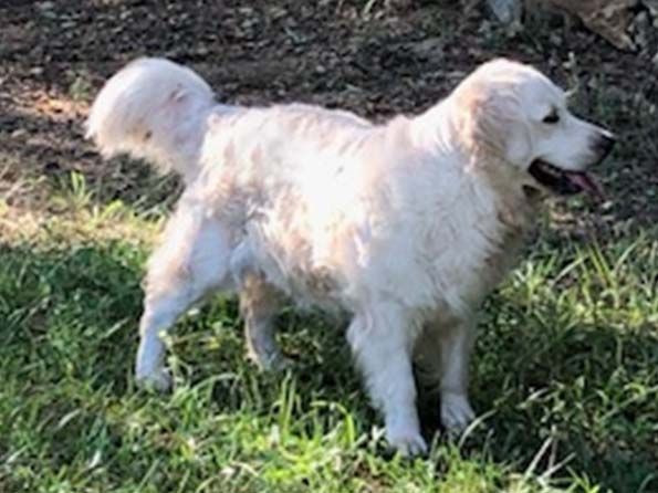 Les Golden Retriever de l'affixe Des roches du mettey