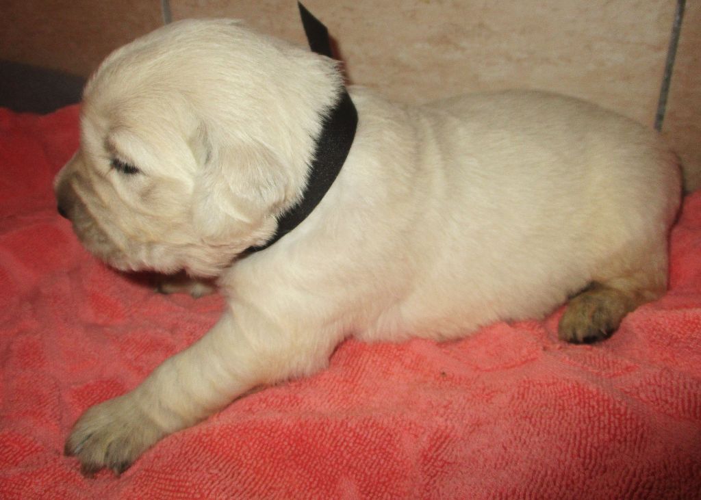 Des roches du mettey - Chiot disponible  - Golden Retriever