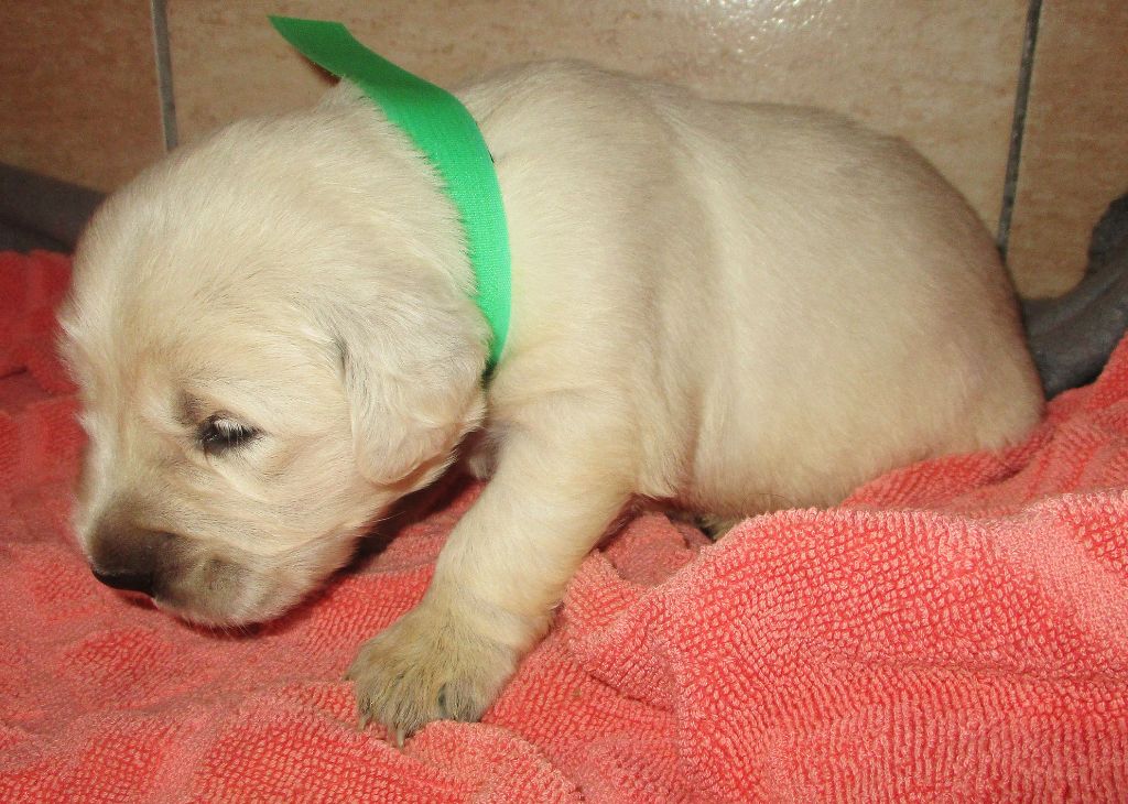 Des roches du mettey - Chiot disponible  - Golden Retriever