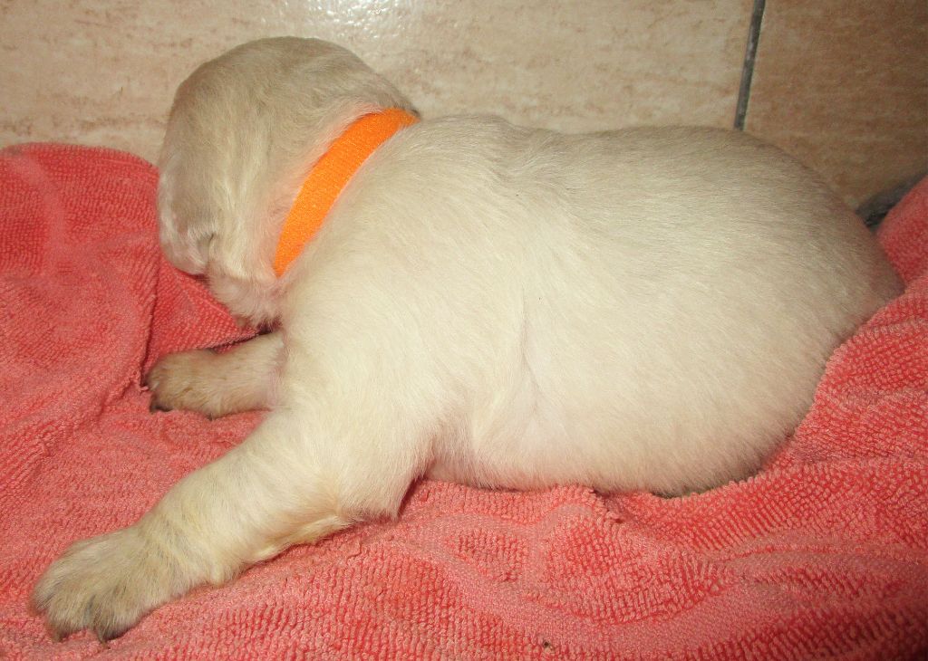 Des roches du mettey - Chiot disponible  - Golden Retriever