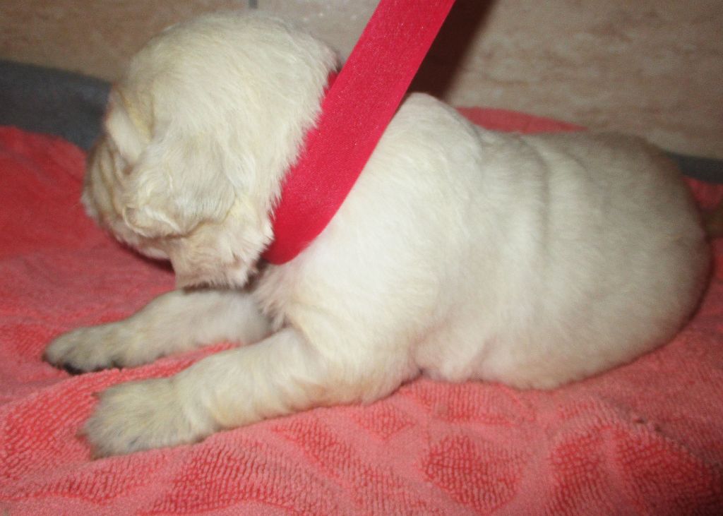 Des roches du mettey - Chiot disponible  - Golden Retriever