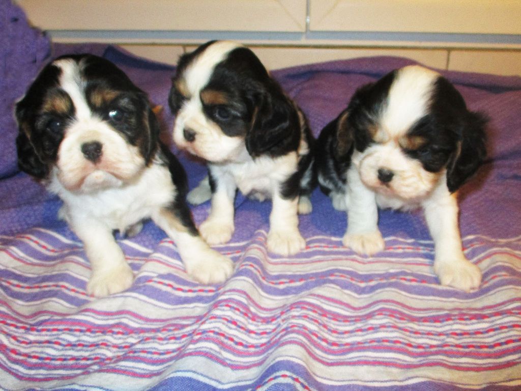 chiot Cavalier King Charles Spaniel Des roches du mettey