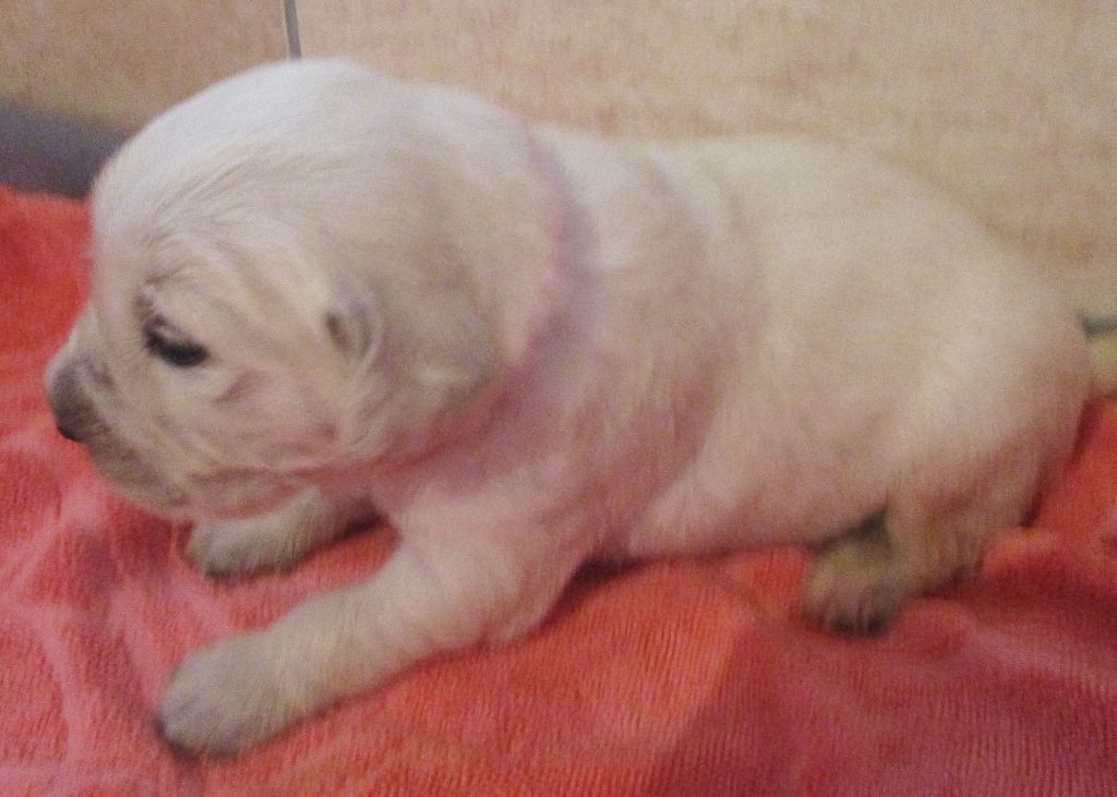 Des roches du mettey - Chiot disponible  - Golden Retriever