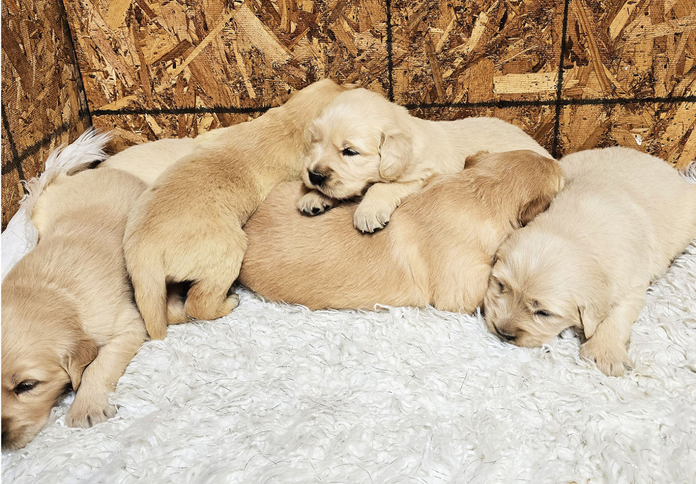 Chiot Golden Retriever Des roches du mettey