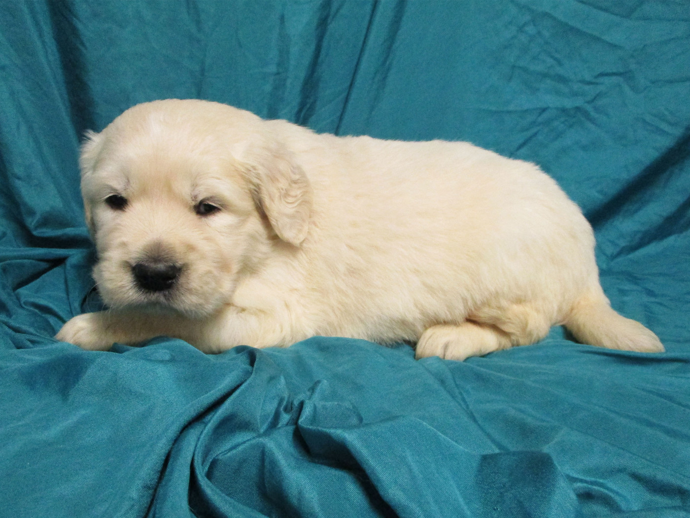 Des roches du mettey - Chiots disponibles - Golden Retriever