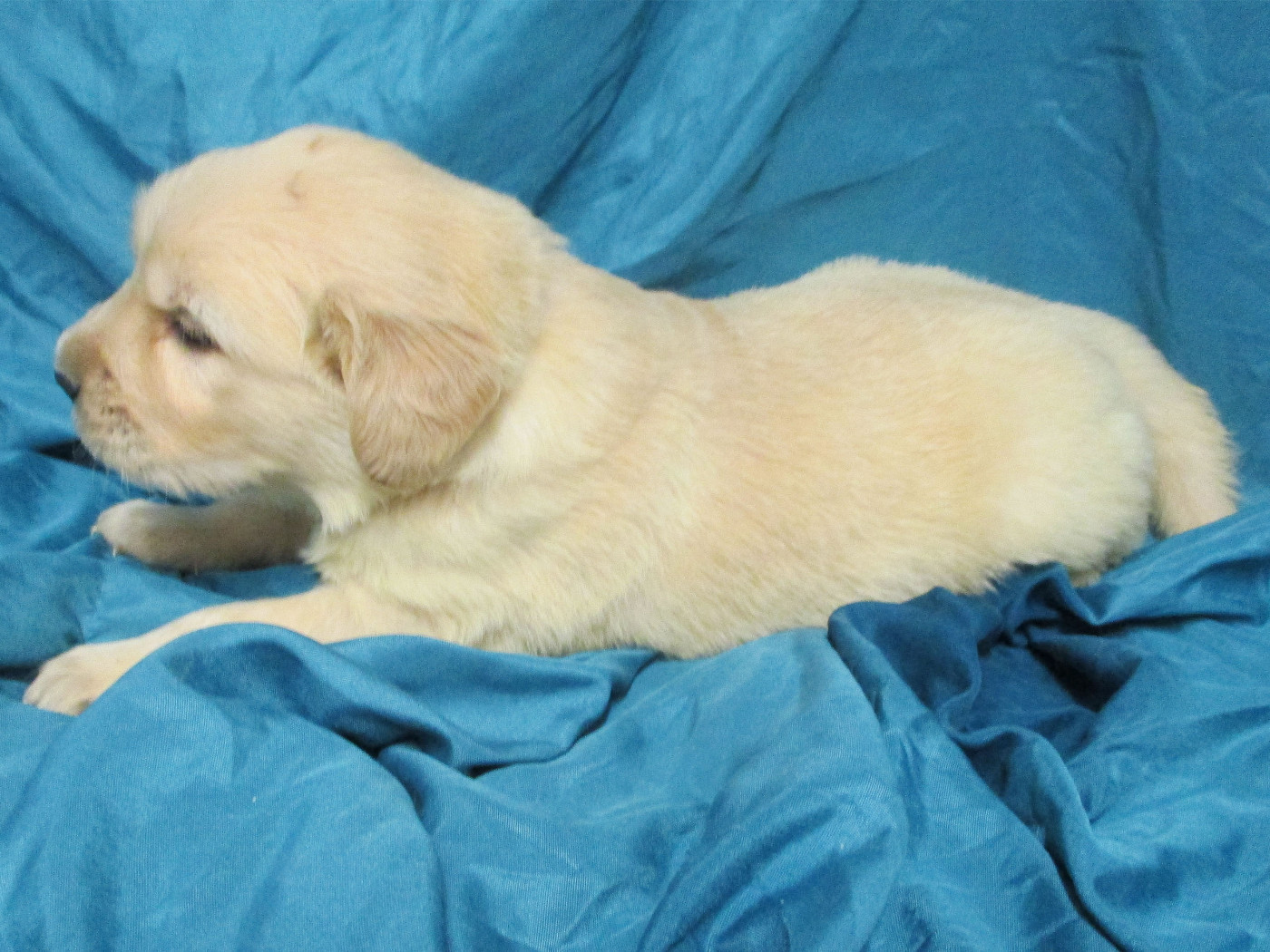 Des roches du mettey - Chiots disponibles - Golden Retriever
