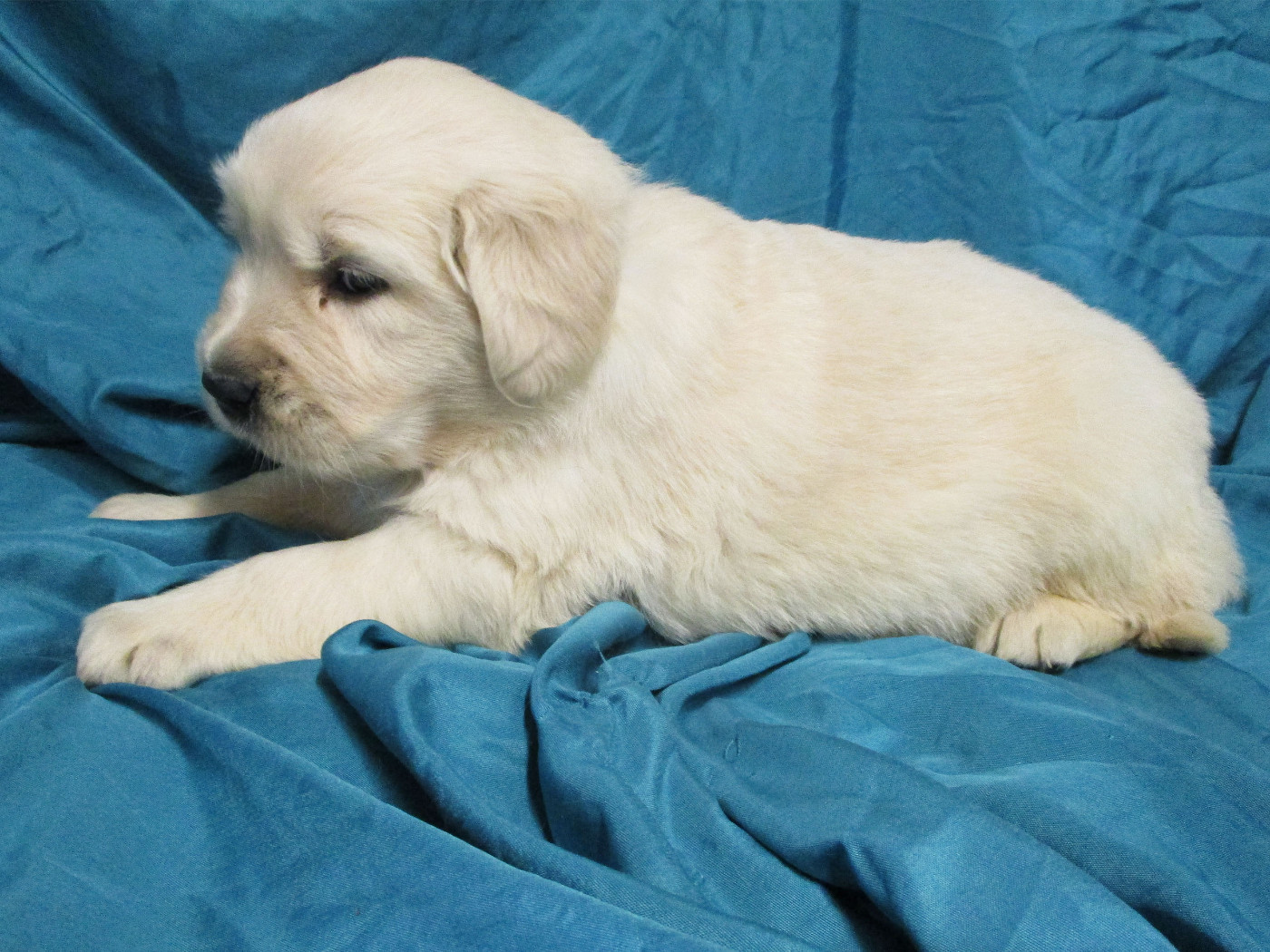 Des roches du mettey - Chiots disponibles - Golden Retriever