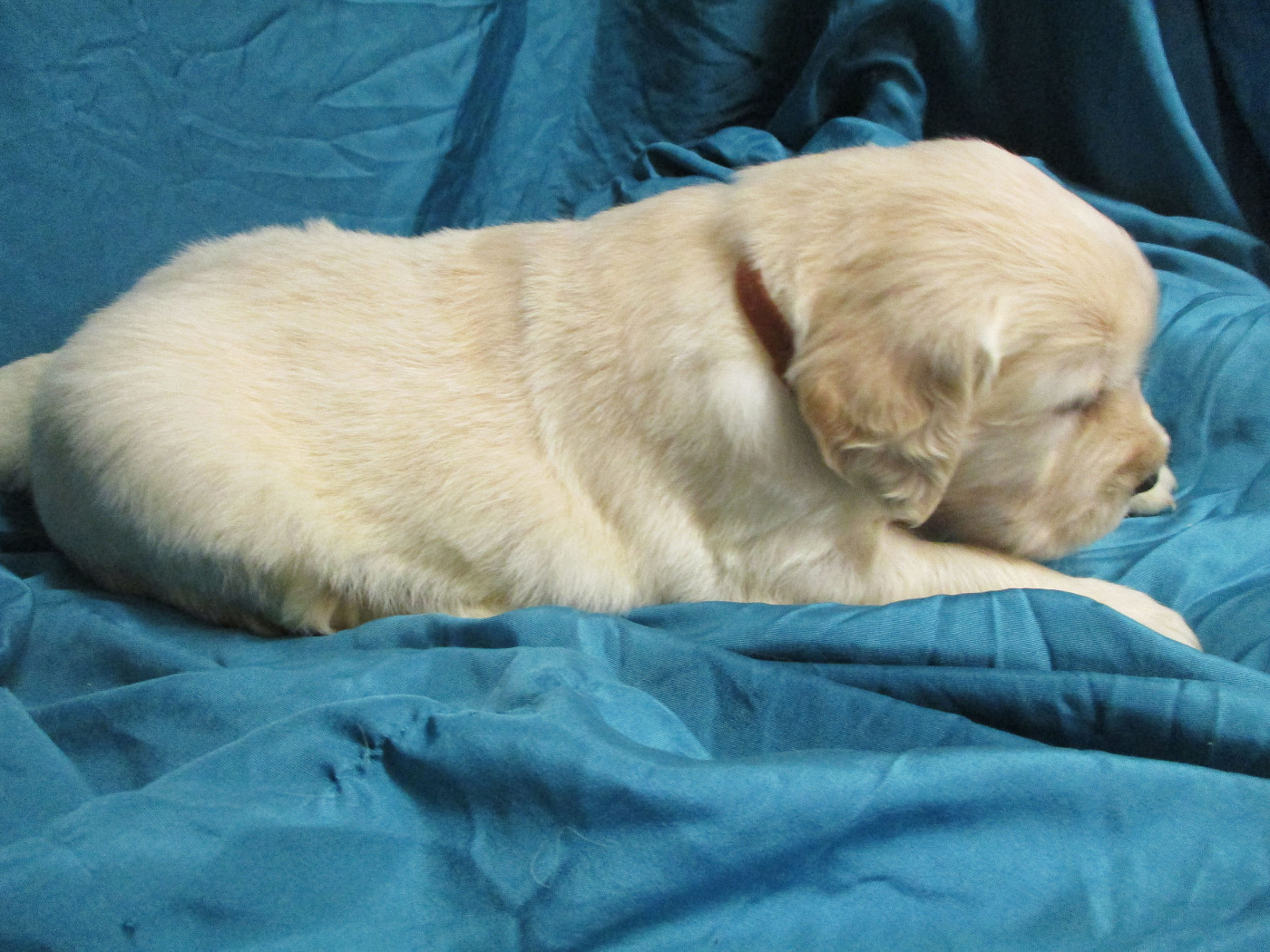 Des roches du mettey - Chiots disponibles - Golden Retriever