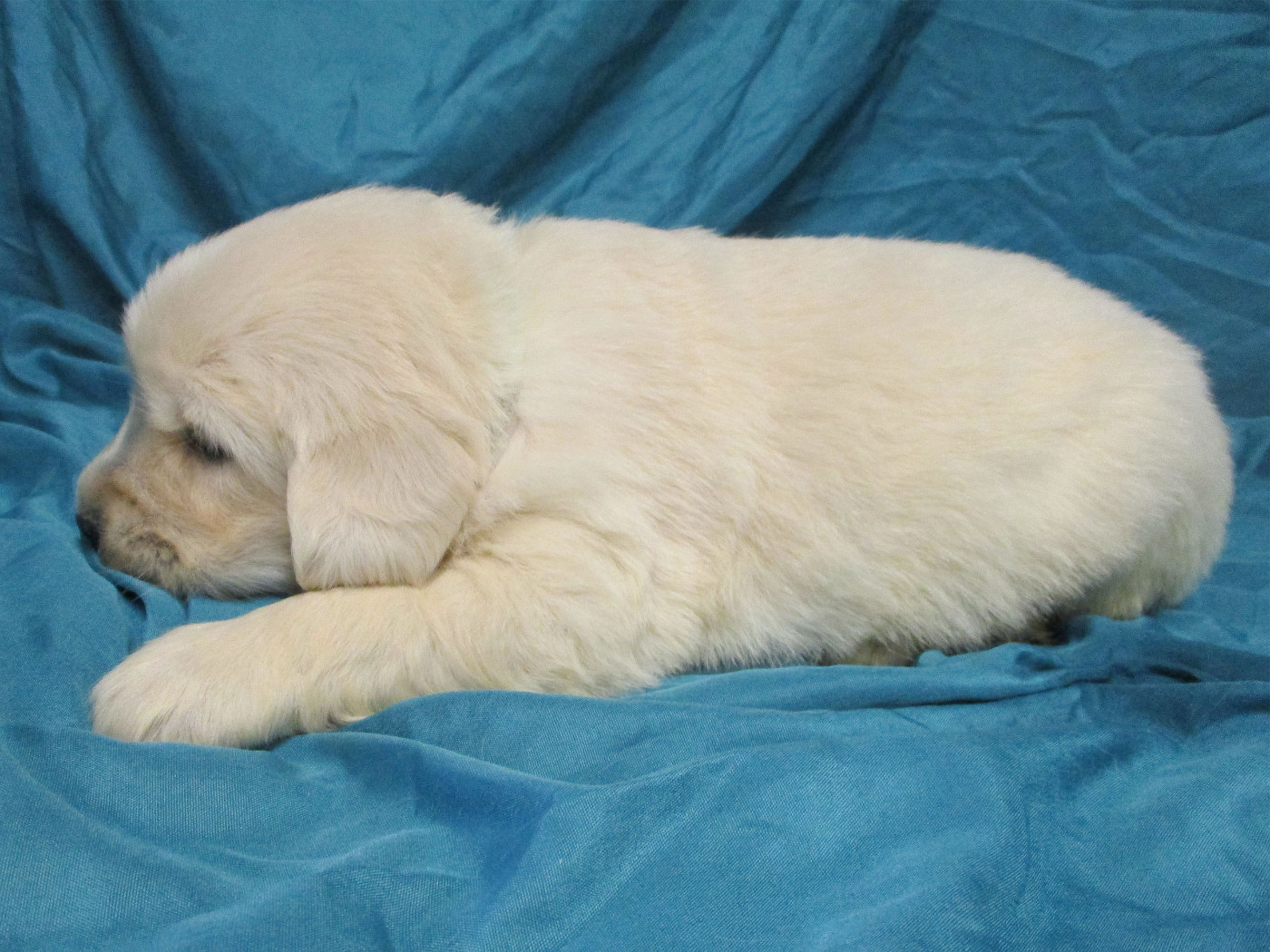 Des roches du mettey - Chiots disponibles - Golden Retriever