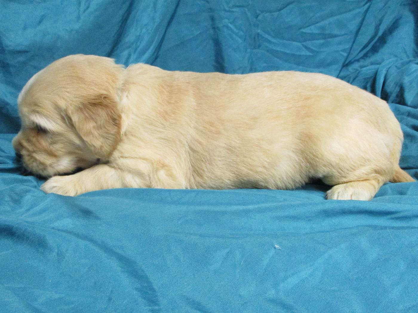 Des roches du mettey - Chiots disponibles - Golden Retriever