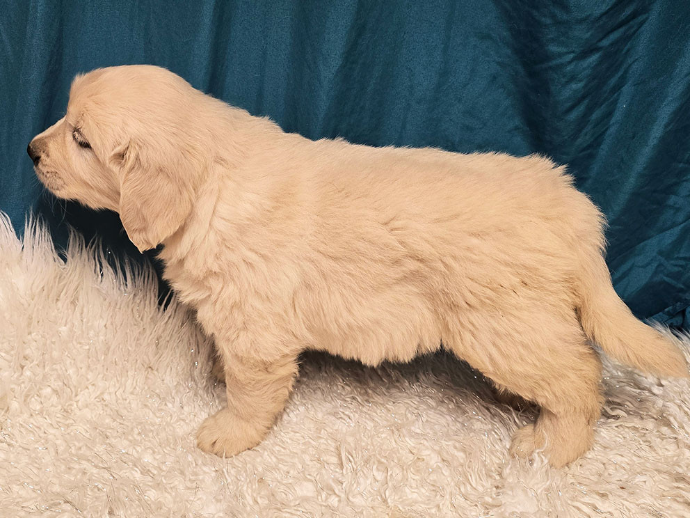 Des roches du mettey - Chiots disponibles - Golden Retriever